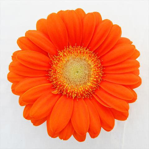 photo of flower to be used as: Pot Gerbera jamesonii RE-AL® Candy
