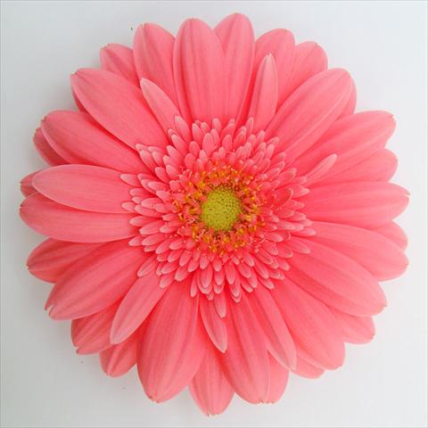 photo of flower to be used as: Pot Gerbera jamesonii RE-AL® Darwin