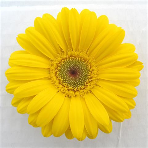 photo of flower to be used as: Pot Gerbera jamesonii RE-AL® Morgana
