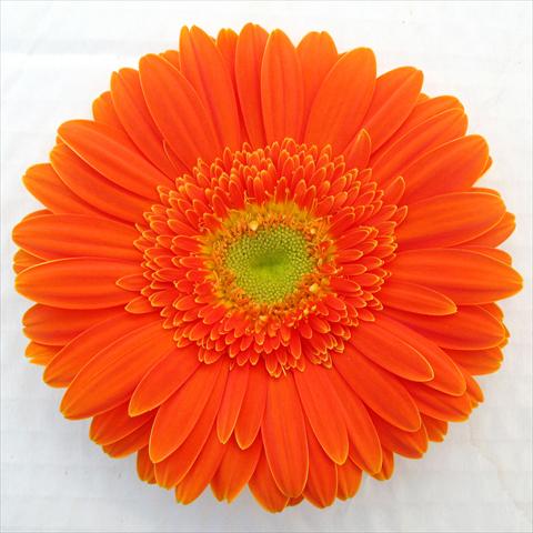photo of flower to be used as: Pot Gerbera jamesonii RE-AL® Sofia