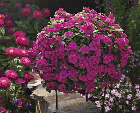 photo of flower to be used as: Bedding, patio, basket Catharanthus roseus - Vinca Cora Cascade Magenta
