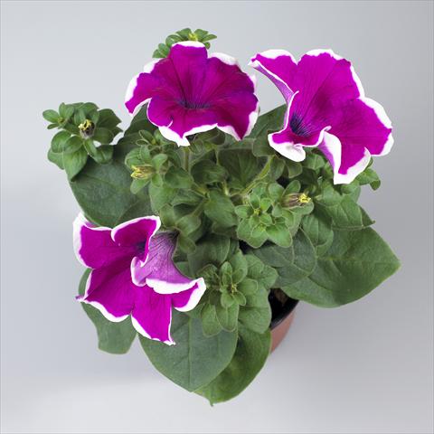 photo of flower to be used as: Pot, bedding, patio, basket Petunia pendula Surfinia® Giant Purple Picotée