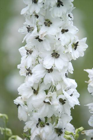 Foto fiore da  Vaso e aiola Delphinium hybrida Benary
