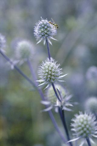 Foto fiore da  Reciso Eryngium planum Blue Glitter