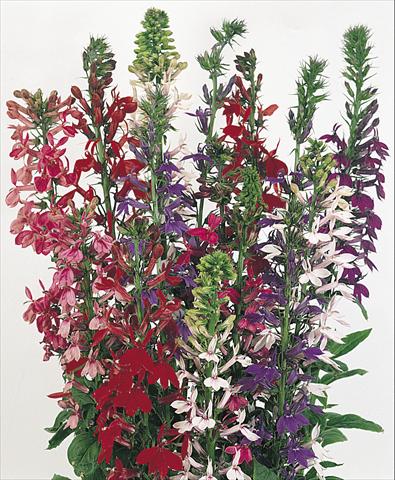 Foto fiore da  Vaso e aiola Lobelia speciosa Compliment Mix