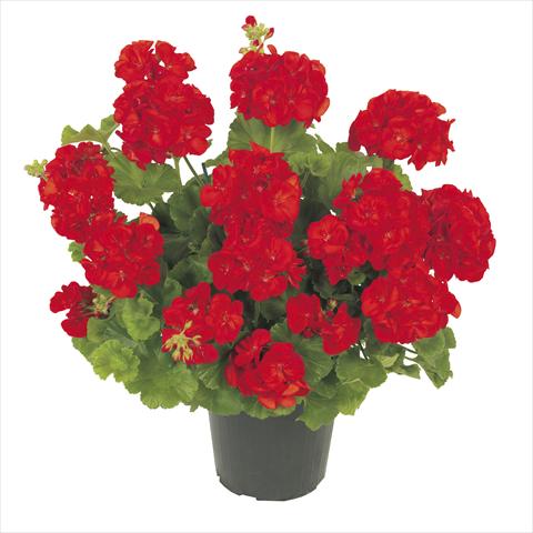 photo of flower to be used as: Pot Pelargonium zonale RE-AL® Polaris®