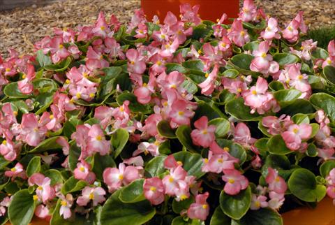 photo of flower to be used as: Pot and bedding Begonia Monza Appleblossom