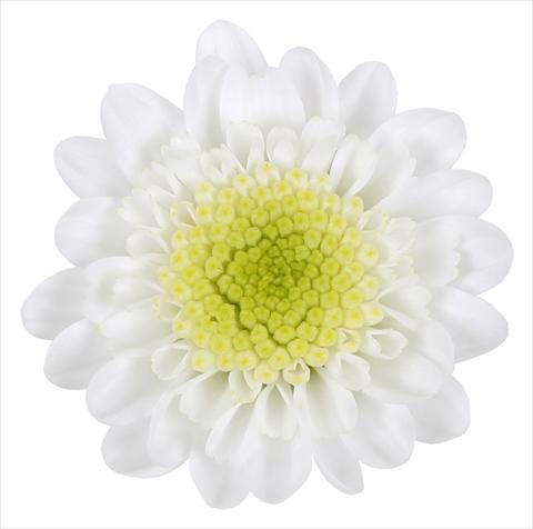 Foto fiore da  Basket o vaso Chrysanthemum Avoriaz