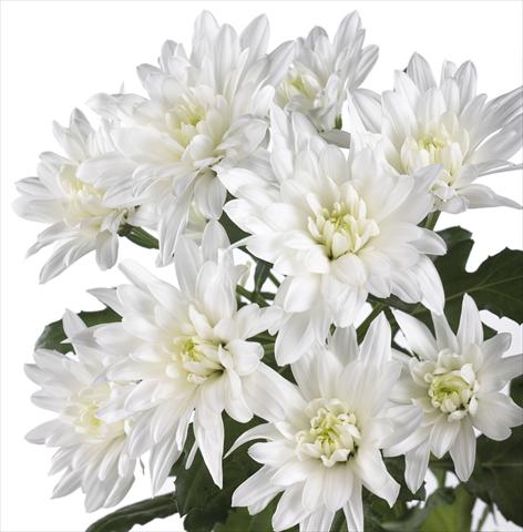 photo of flower to be used as: Pot and bedding Chrysanthemum Sella