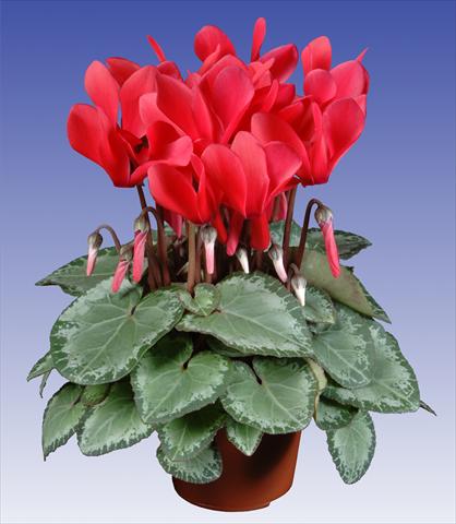 photo of flower to be used as: Pot and bedding Cyclamen persicum Super Serie® Michelangelo® F1 Dark Salmon Pink