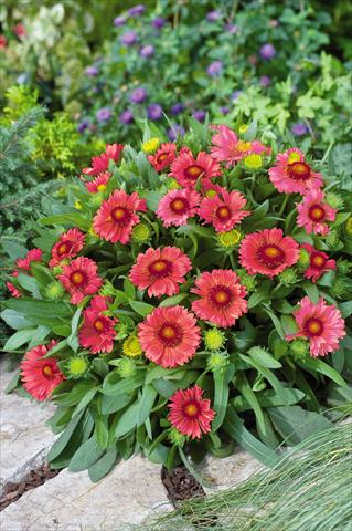 photo of flower to be used as: Pot and bedding Gaillardia Arizona Red Shades