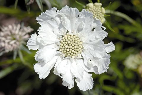 Foto fiore da  Vaso e aiola Scabiosa caucasica Fama® White