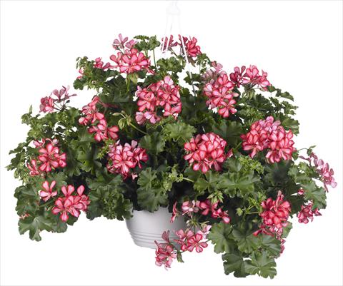 photo of flower to be used as: Pot, patio, basket Pelargonium peltatum Grand Idols® Red Bicolor