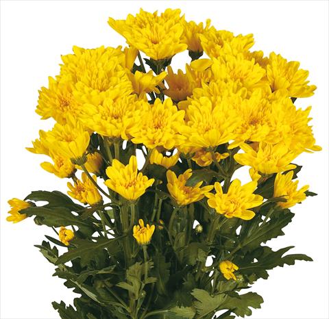 Foto fiore da  Reciso Chrysanthemum Amadores