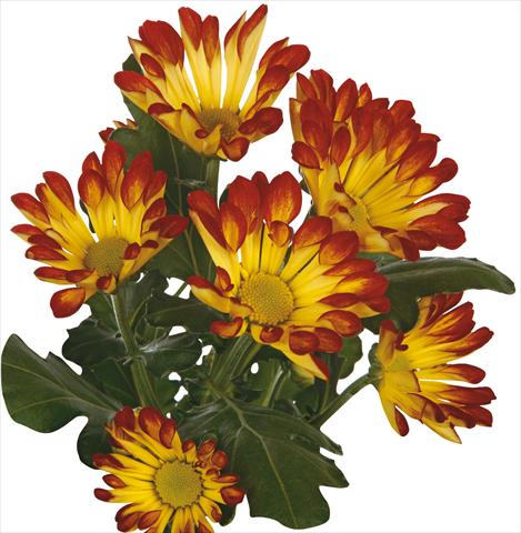 photo of flower to be used as: Cutflower Chrysanthemum Roma Dark