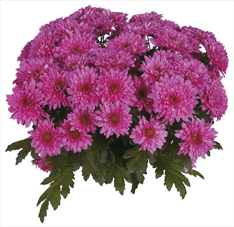 Foto fiore da  Reciso Chrysanthemum Safin Purple
