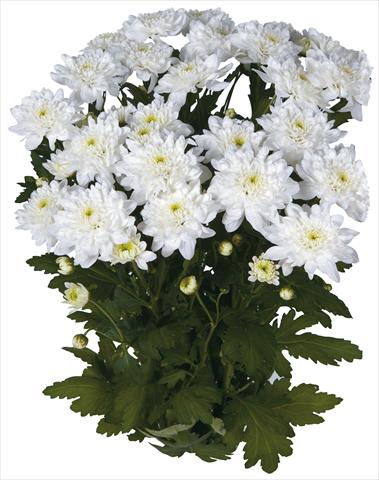photo of flower to be used as: Cutflower Chrysanthemum Topaz