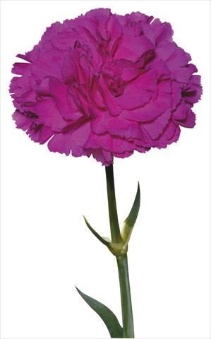 photo of flower to be used as: Cutflower Dianthus caryophyllus Lorrain