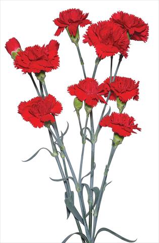 photo of flower to be used as: Cutflower Dianthus caryophyllus Spadarino