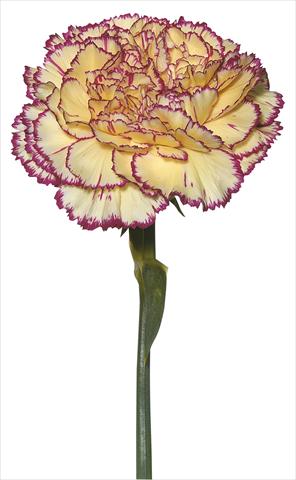 Foto fiore da  Reciso Dianthus caryophyllus Tico Tico Giallo Porpora