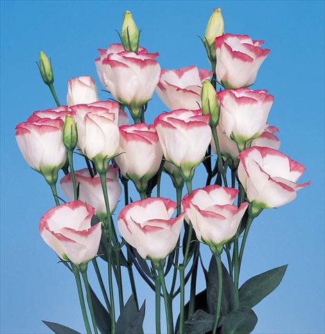 Foto fiore da  Reciso Lisianthus F.1 Piccolo 1 Pink Rim