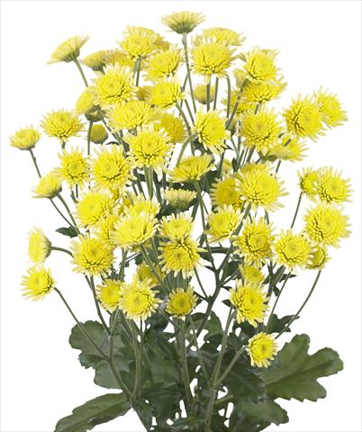 Foto fiore da  Reciso Chrysanthemum Stallion Yellow