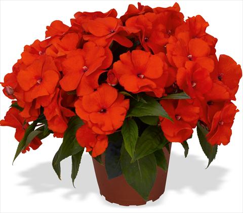photo of flower to be used as: Pot and bedding Impatiens N. Guinea RED FOX Magnum Fire