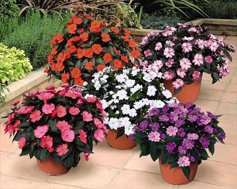 photo of flower to be used as: Pot and bedding Impatiens N. Guinea SunPatiens® Compact Series