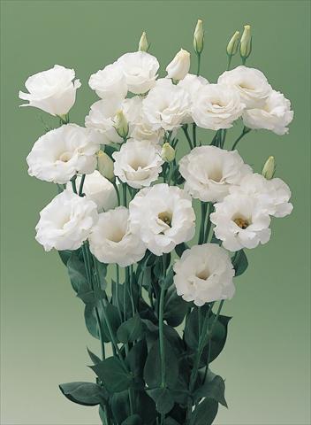 photo of flower to be used as: Cutflower Lisianthus (Eustoma grandiflorum) Lisianthus Arena White