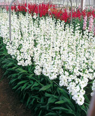 photo of flower to be used as: Cutflower Matthiola incana Regal White