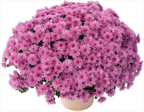 photo of flower to be used as: Pot and bedding Chrysanthemum Manga® Violet