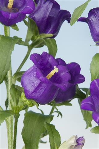 Foto fiore da  Vaso e aiola Campanula medium Campana Blue