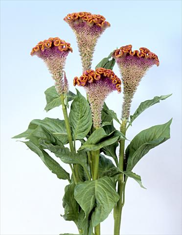 photo of flower to be used as: Pot and bedding Celosia cristata Bombay Fiora