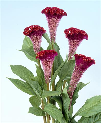 photo of flower to be used as: Pot and bedding Celosia cristata Bombay Fire