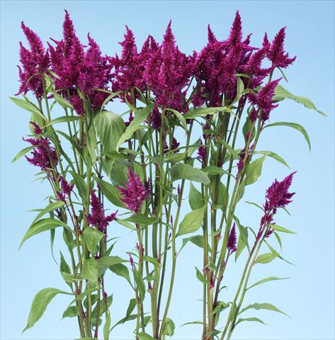 Foto fiore da  Vaso e aiola Celosia spicata Celway Purple
