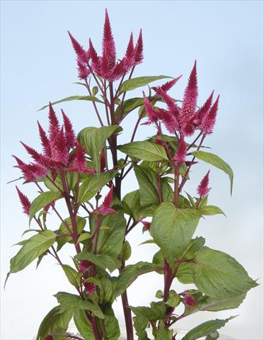 photo of flower to be used as: Pot and bedding Celosia spicata Celway Red