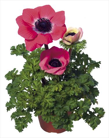 Foto fiore da  Vaso e aiola Anemone coronaria L. Garden Mistral Plus® Rosa shocking