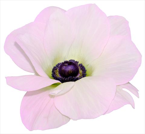 Foto fiore da  Vaso e aiola Anemone coronaria L. Mistral® Rosa chiaro fioritura invernale