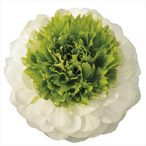 Foto fiore da  Vaso e aiola Ranunculus asiaticus Elegance® Festival® Bianco centro verde