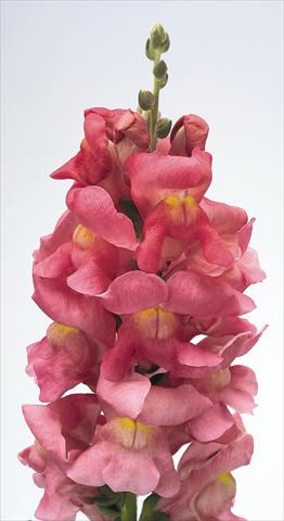 Foto fiore da  Vaso e aiola Antirrhinum majus Animation Rose