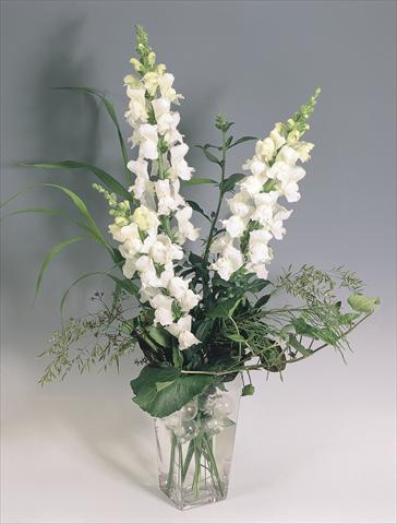 photo of flower to be used as: Pot and bedding Antirrhinum majus Animation White