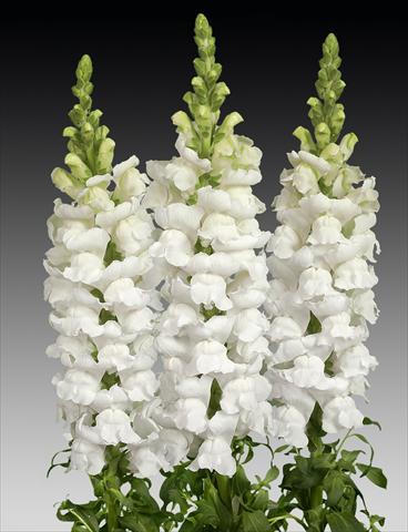 Foto fiore da  Vaso e aiola Antirrhinum majus Costa Midly White