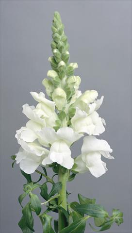 Foto fiore da  Vaso e aiola Antirrhinum majus Costa White