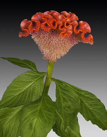 photo of flower to be used as: Pot and bedding Celosia argentea cristata Act Orla