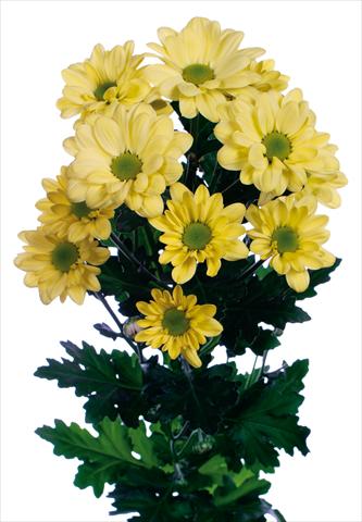 Foto fiore da  Vaso e aiola Chrysanthemum Bacardi Cream