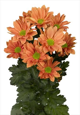 Foto fiore da  Vaso e aiola Chrysanthemum Grand Orange