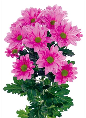 photo of flower to be used as: Pot and bedding Chrysanthemum Grand Pink