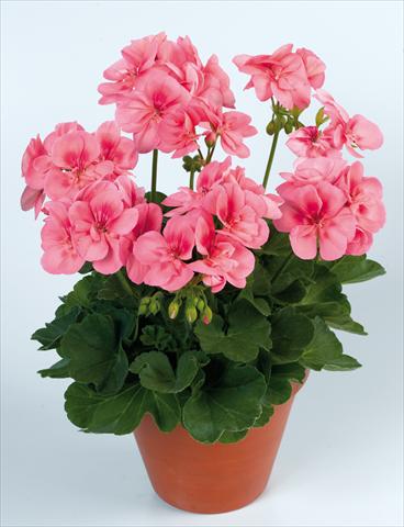 photo of flower to be used as: Pot Pelargonium zonale pac® Peach Kiss