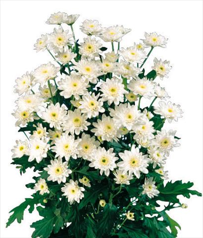 Foto fiore da  Vaso e aiola Chrysanthemum Euro