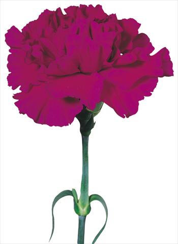 photo of flower to be used as: Cutflower Dianthus caryophyllus Tico Tico Viola